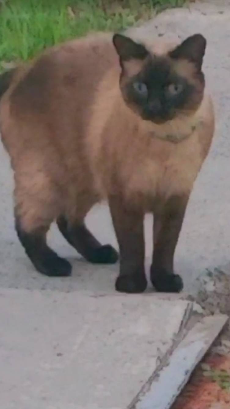 Бежит ко мне кот, но вот блин испугали кота.2025.05.06