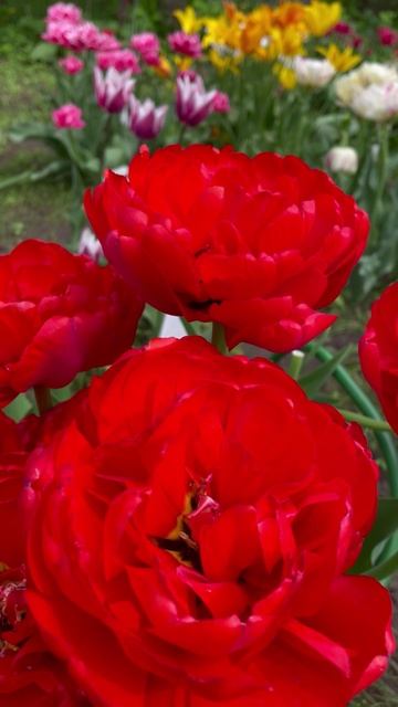 Тюльпан  #flowers #цветы #сад #nature #garden