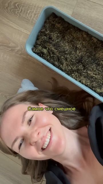 Впервые в жизни выращиваю ромашку из чая. Здесь резуль