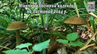 Вдалі та заборонені для посадки дні: посівний календа?