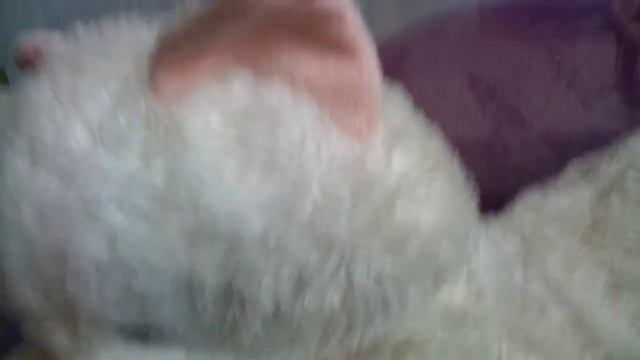 Игрушечный белый пушок