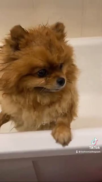 #bohemiathepom моем шпица