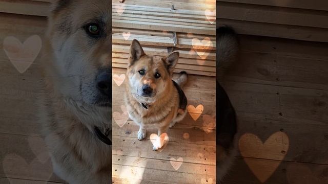 1000023141.mp4 (Собака наблюдает за утеплением кровли дома А-фрейм)