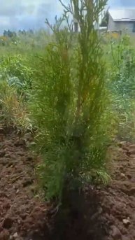 Сажаю живую изгородь из туи 🌲50-60см.НЕ ПАРЮСЬ! 😍#купил
