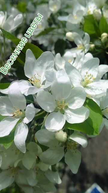 Весенние цветы. #цветы #весенниецветы #весна #successtogether #