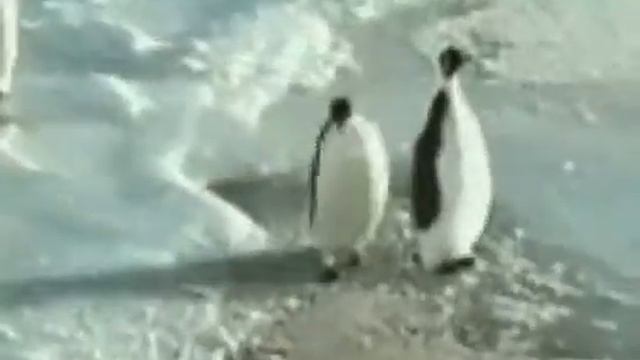 Пингвины🐧