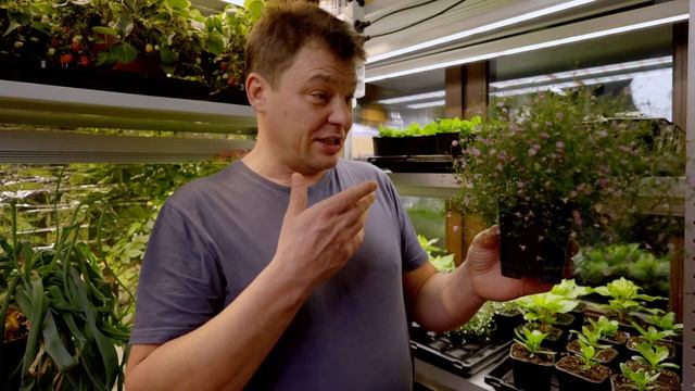 Почему не всходят семена   7 причин