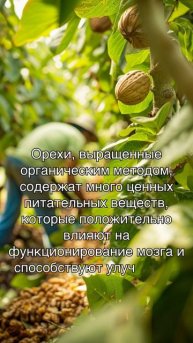 Органическое выращивание орехов