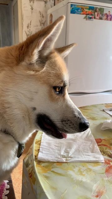 Аж слюнки текут 
#хаски #щенок #собака #домашниеживотные #БрюликиЛиска 
#dog