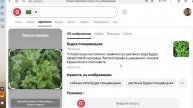 Определил с помощью Яндекса по фото сорняк - Будра плющевидная