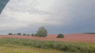 Красота по дороге на Алтай!