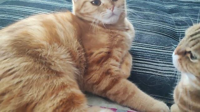Ребёнок растёт, а бабушке это не нравится😀😸