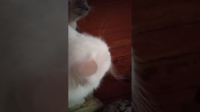1000000536.mp4