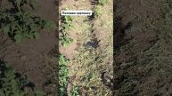 Картофель на целине