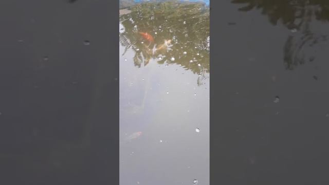 качество воды в маленьком пруду.