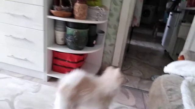 Шпиц Тимка веселый шпиц