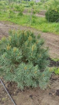 Сосна обыкновенная ватерери. Pinus sylvestris 'Watereri' формиров?