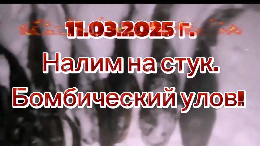 НАЛИМ. БОМБИЧЕСКИЙ КЛЁВ НАЛИМА НА СТУК. 11.03.2025 Г.