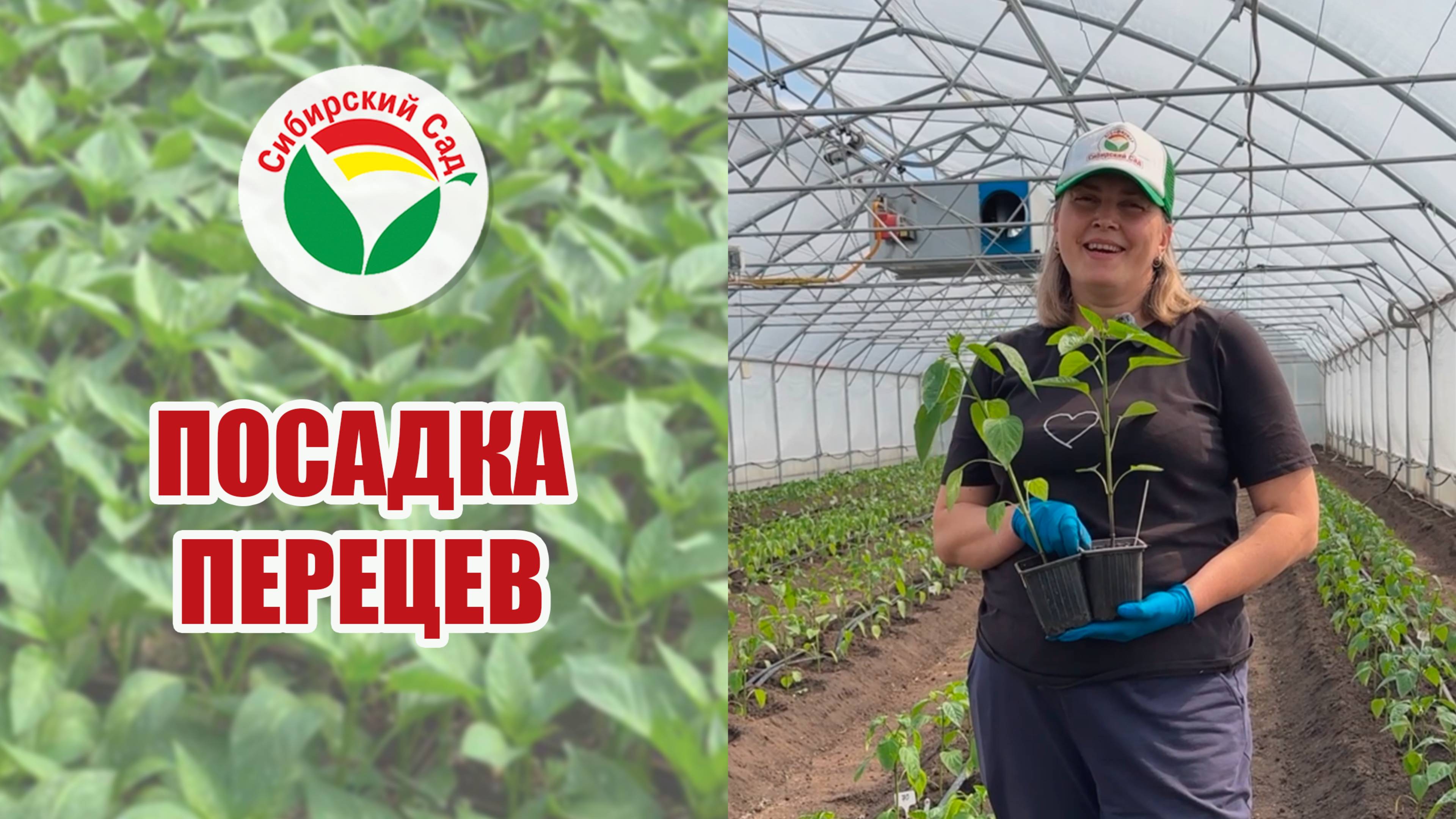 Посадка перцев