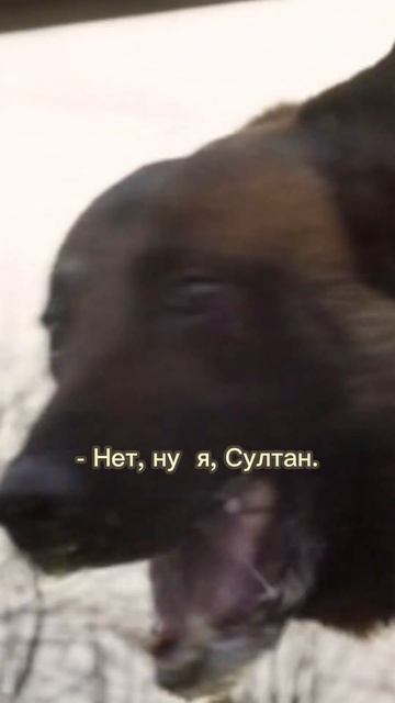 Мужик прячется от своей собаки  #Shorts #Фильм