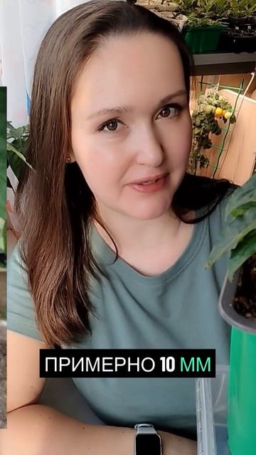 Оптимальные условия для сладкого перца в вашем саду! ?