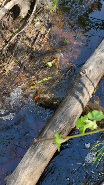 Весенний лес