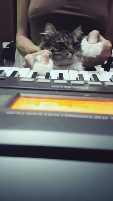 Кот нереально сыграл на пианино!!!!!!😻😻😻😻