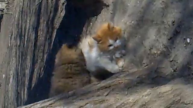 мой пес мучает кота