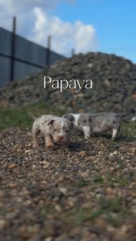 Papaya