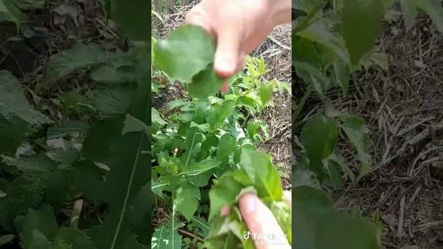 Дары природы