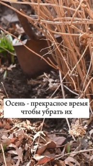 #дача #огород #урожай #garden #сад #дачник #садовод #садовод