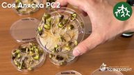 Доказано лабораторией: ОМУ «Торфопродукт» ускоряет рост корней