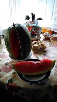 Арбуз с собственной грядки. Брянская область. Часть #1 ?