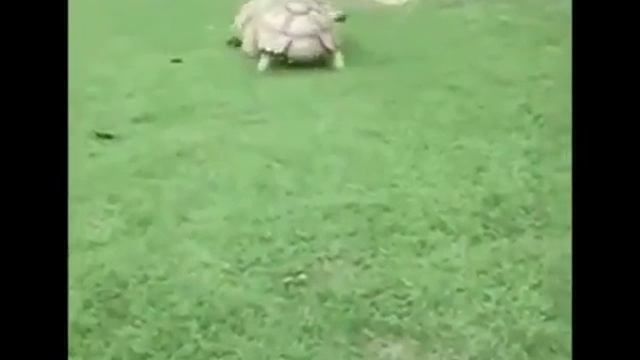 Прикольные зверята