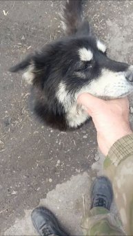 хася