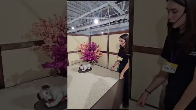 Выставка Роботов в Меганоме #2