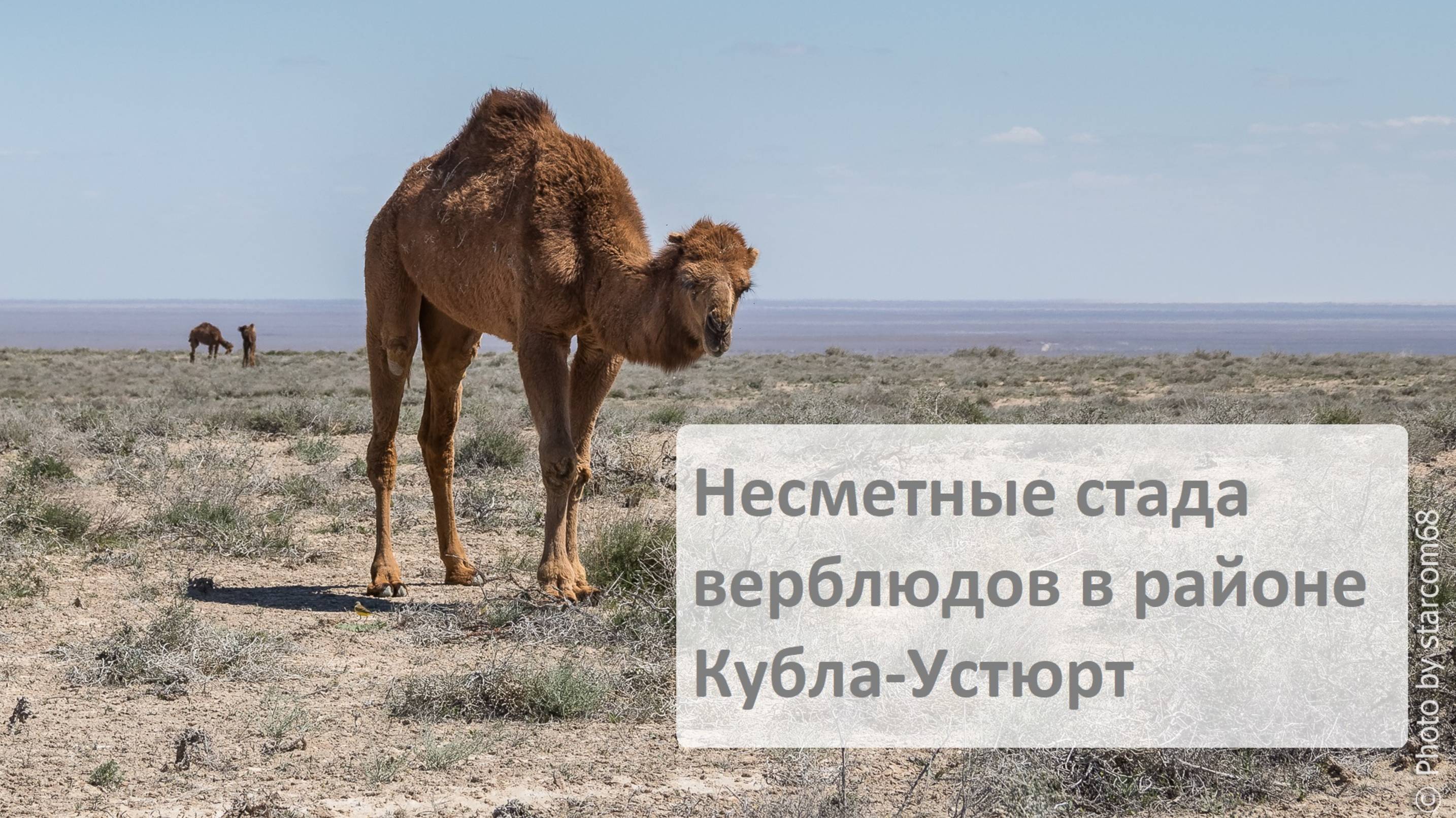 Верблюды Восточного Устюрта