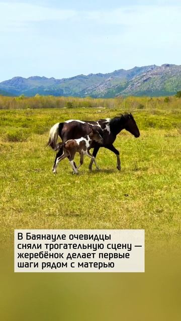 Первые шаги с мамой