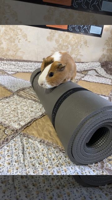 Спорт моё всё