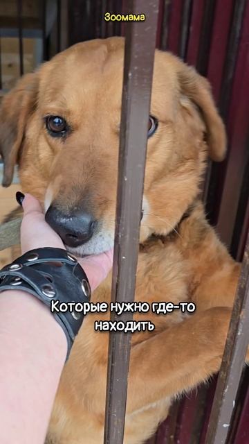Даже став никому не нужными, они верят в доброту людей