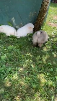 Шпицы мальчик и девочка оранж