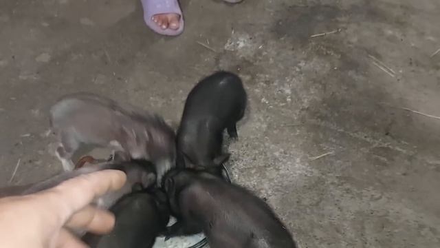 Поросята первый раз пробуют. Что купили???