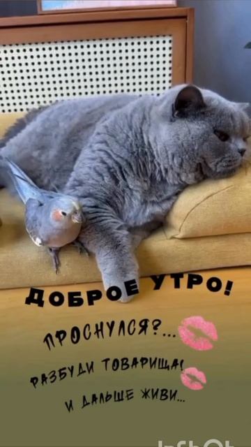 6 мая ! Международный день борьбы с диетами ! Ура ! Да здравстувут булочки, котлеты, пирожные...🍔🍟