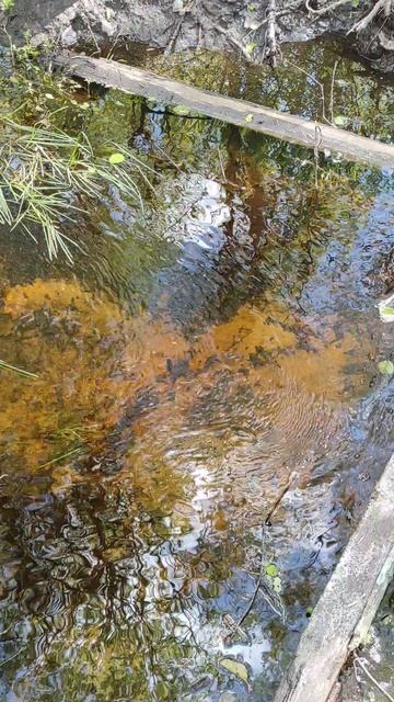 Весенний лес