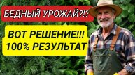 Кладоспориоз томатов Как от него избавиться