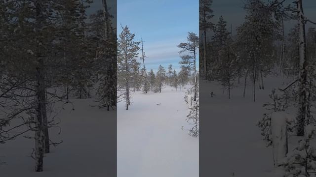 лес