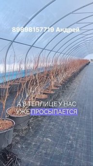зимовка голубики в теплице #голубика #монтажтеплицы #д