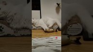 Like_7501112129707648013.mp4