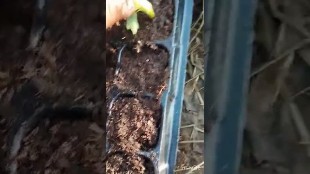 Правильное кассетная рассада Клубника 🍓 Кыргызстан