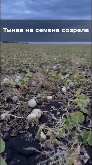 Тыква на семена созрела